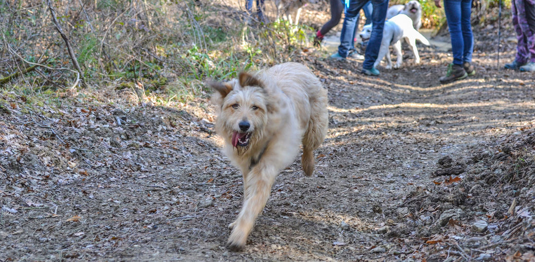 Cosa significa educare il cane? - Eco Impronta