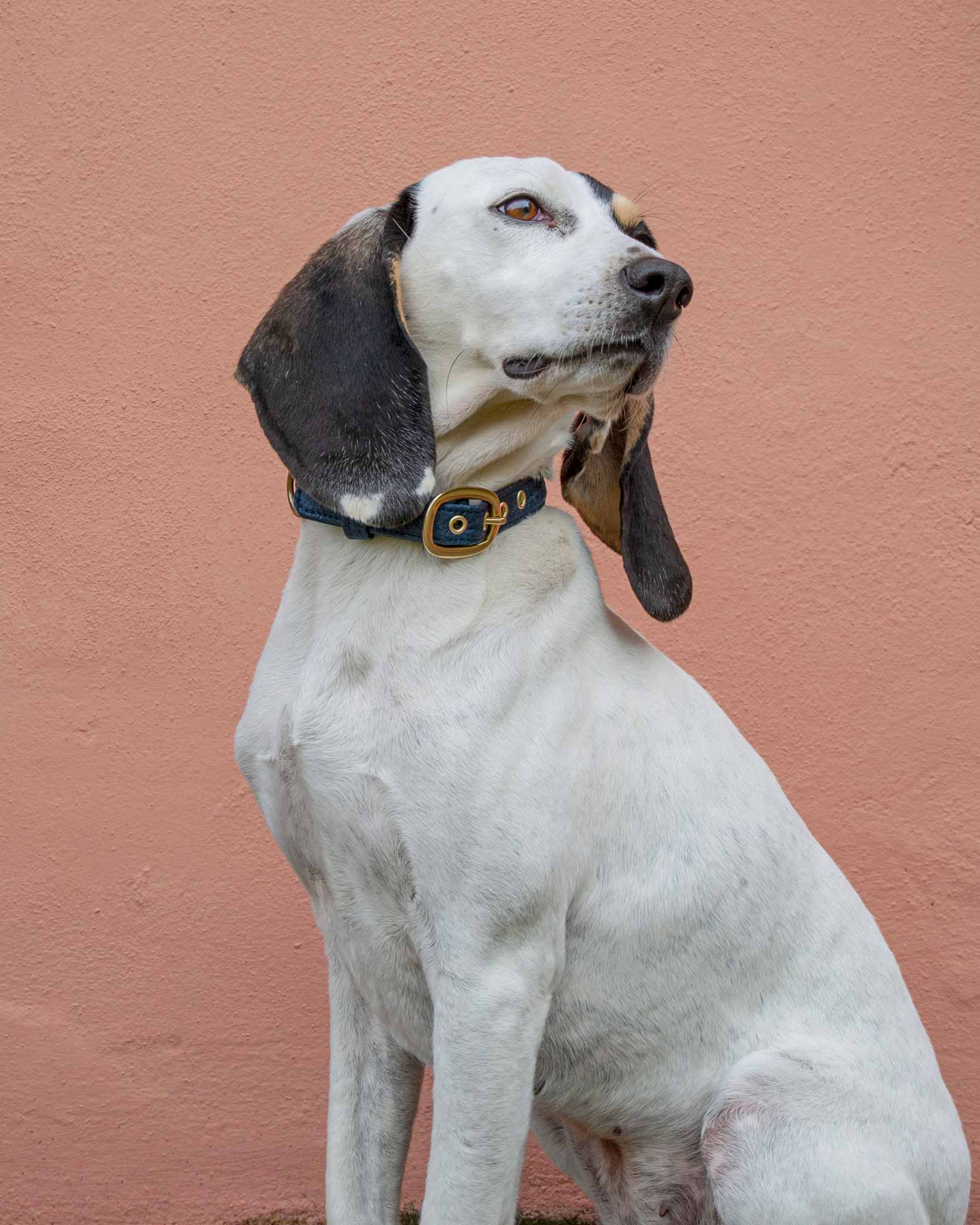 cane segugio con collare blu