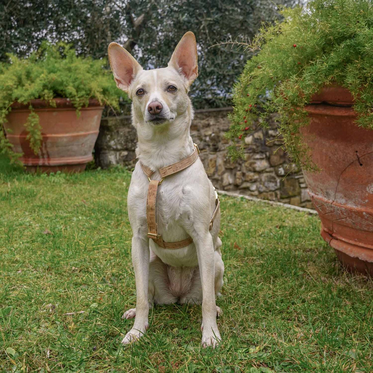 Pettorina ad H - Sughero e canapa - Eco Impronta