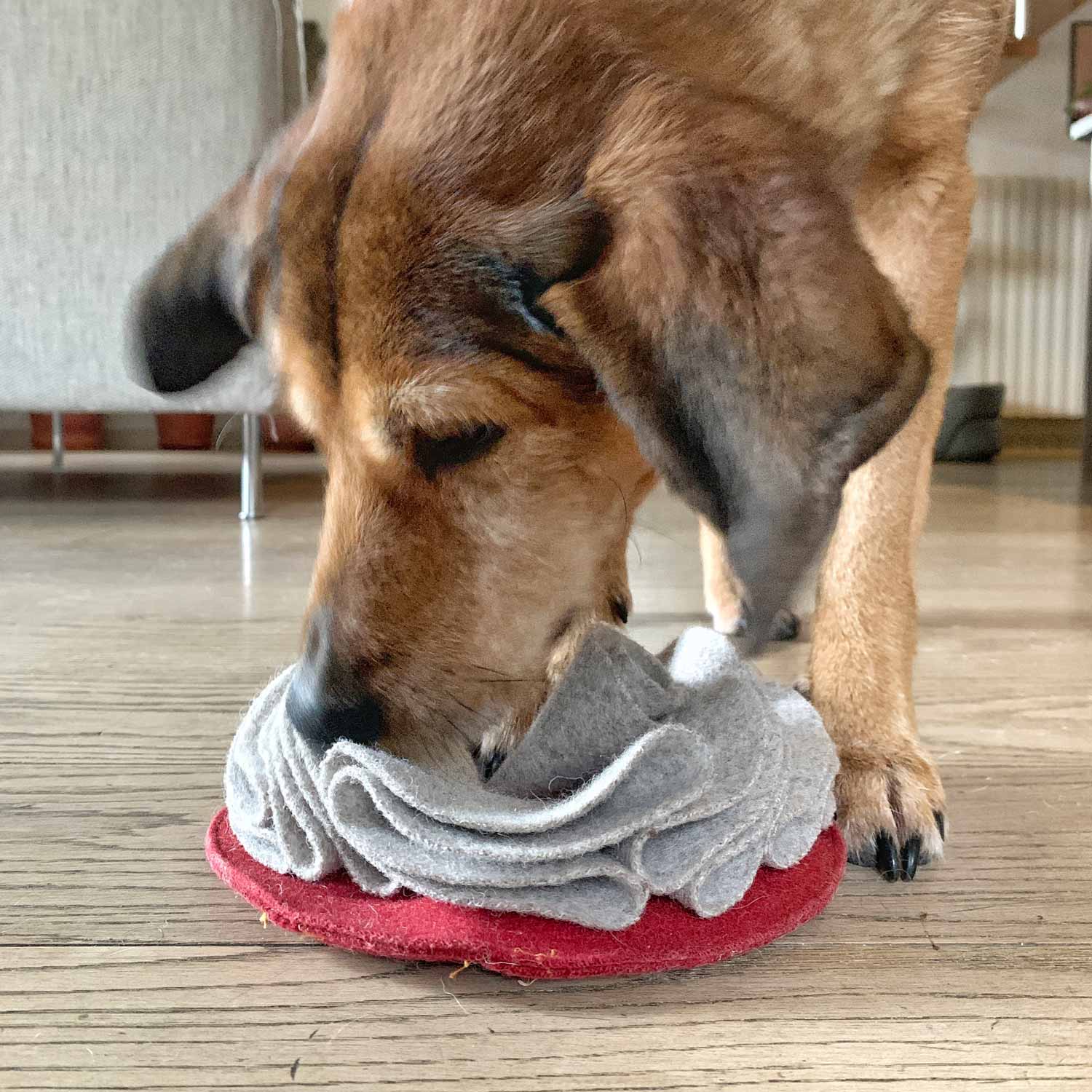 Snuffle cake - Gioco olfattivo per cani - Eco Impronta